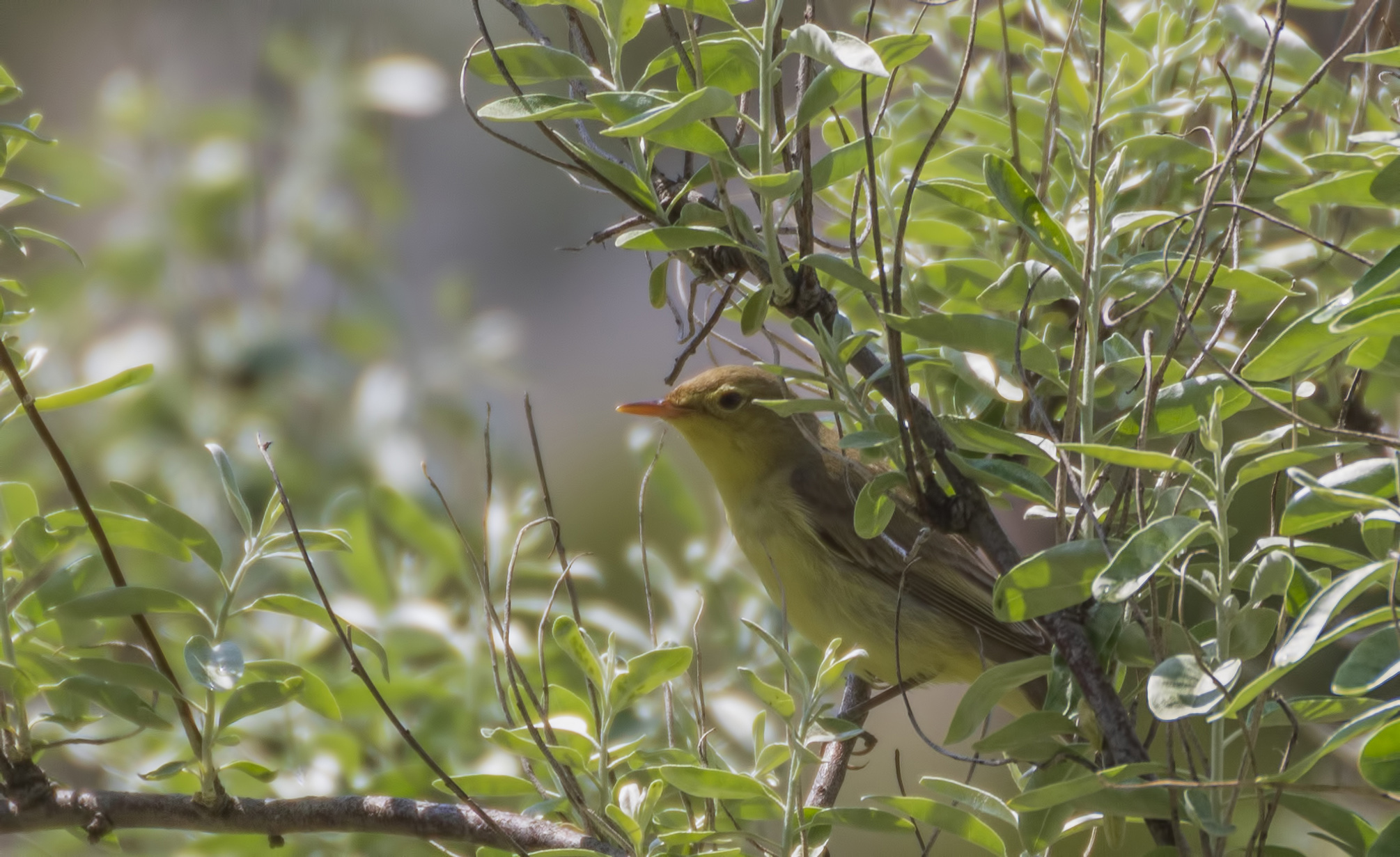 Icterine Warbler